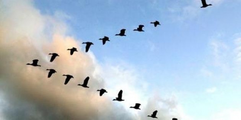Почему гуси летят клином? Ответ удивил человечество